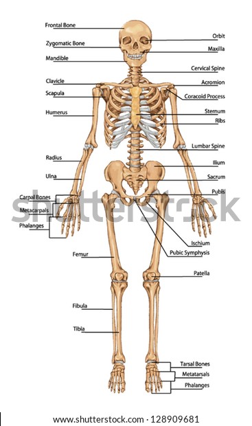 Menschliches Skelett Aus Sicht Der Vorderen Stock Vektorgrafik Lizenzfrei