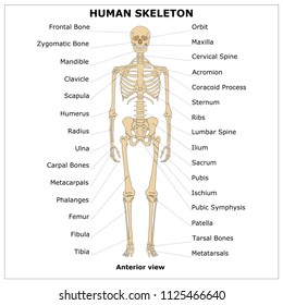 Human Skeleton Anterior Viewcolor Vector Illustration Stock Vector ...