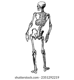 Human skeleton. Back view. Graphic image. Vector.