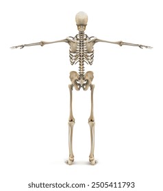 Human skeleton back view. Vector illustration