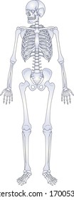 Human skeleton. Back and white bones anatomy skeleton vector illustration, skeletal biology system isolated on white background