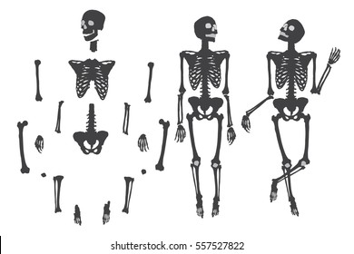 Human Skeleton White Black Names Peples Stock Vector (Royalty Free ...