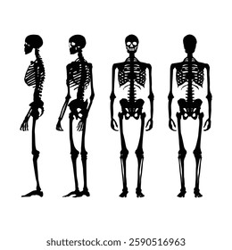 Human skeleton black silhouette illustration on white background Vol 01