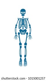 Human skeleton of blue color, body part forming supporting structure of organism, skull and ribs, legs and hands, isolated on vector illustration