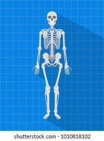 human skeleton with blueprint and long shadow style