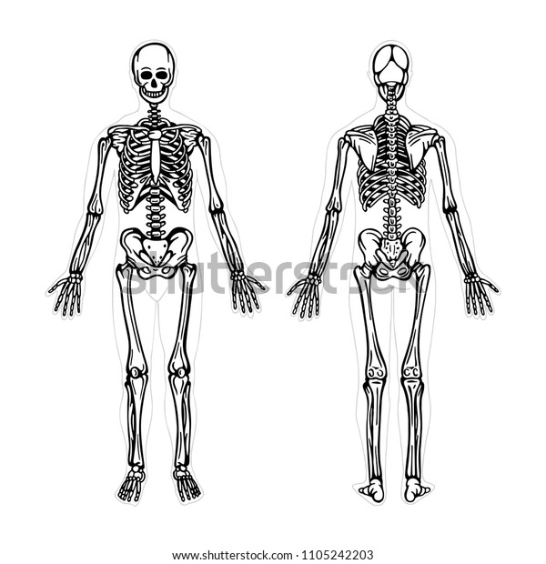 Human Skeleton Human Body Anatomy Skeleton Stock Vector Royalty Free 1105242203