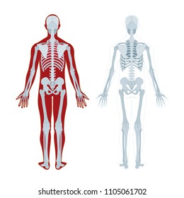 Human skeleton. Human body anatomy. Skeleton vector illustrations set.
Full-length isolated skeleton on white background.
Concept of anatomy of human skeletal system. Anatomical human skeleton.