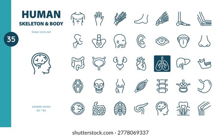 Human Skeleton and Body Linear Icon Set. Thin Line Illustrations of Human Bones, Organs and Body Parts for Anatomy, Healthcare and Medical Education.