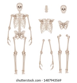 Human Skeleton. Body Parts Skull Bones Hands Foot Spine Anatomy Detailed Realistic Vector Illustration