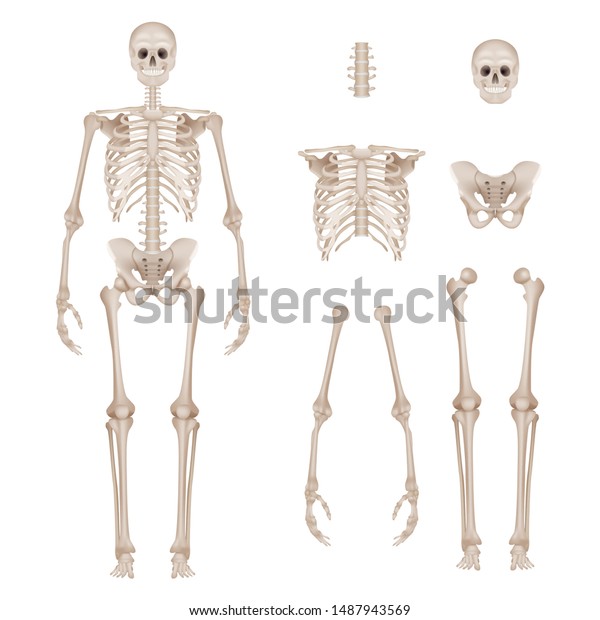 人間の骸骨 ボディパーツ頭蓋骨と手足脊椎の解剖学の詳細なリアルなベクターイラスト のベクター画像素材 ロイヤリティフリー