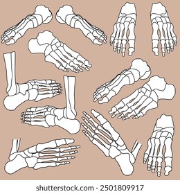 Human skeleton bone foot vector