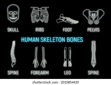 Human skeleton bone icon glow neon style, leg forearm skull, ribs part organism roentgen human body isolated on black, flat vector illustration. Silhouette black biological science.