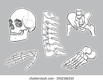 Human skeleton bone sketch isolated on gray background. Vector illustration
