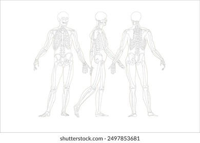 Estructura ósea del esqueleto humano para anatomía y Educación médica. Hueso esquelético humano ilustración para anatomía y Educación médica. 