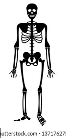 Human skeleton. Bones anatomy skeleton vector illustration, skeletal biology system, Black isolated on white background. Silhouette of a skeleton.