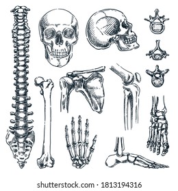 Human skeleton  bones