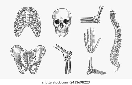 human skeleton, bones and joints, isolated on white background. vector hand drawn sketch illustration. doodle anatomy icons set