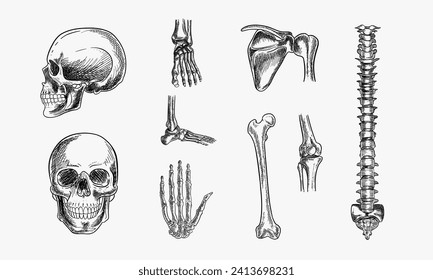 Download Human Skeleton, Bones, Skull. Royalty-Free Stock Illustration  Image - Pixabay