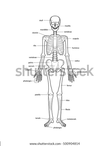 Human Skeleton Bones Labeled Stock Vector (Royalty Free) 500904814
