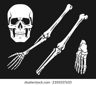 Human skeleton bones monochrome emblem with skull and arms or legs of dead man for Halloween advertising design vector illustration