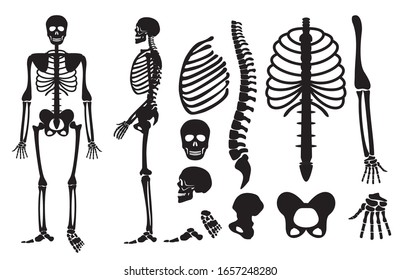 Human skeleton. Human bones skeleton silhouette collection set. High detailed Vector illustration.