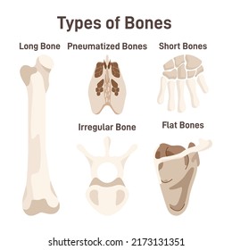 Human skeleton bones types set. Long or humerus, shirt or heel, flat or scapulae and also inregular or vertebra. Anatomical structure of people bodies. Pneumatized bones. Flat vector illustration