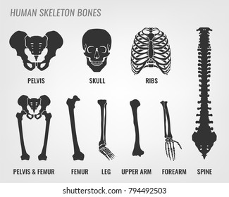 Hueso esqueleto humano. Ilustración vectorial en estilo plano con nombres de huesos aislados en un fondo gris claro.