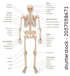 Human skeleton chart. Labeled skeletal system with named bones, skull, spinal column, pelvic, thorax, ribs, sternum, hand and foot bones, clavicle, scapula and more. Vector illustration.

