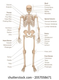 Human skeleton chart. Labeled skeletal system with named bones, skull, spinal column, pelvic, thorax, ribs, sternum, hand and foot bones, clavicle, scapula and more. Vector illustration.
