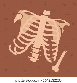 Human skeleton chest. Archaeological find. Historical value. Image for books, articles, posters, archeology, history of past excavations presentations