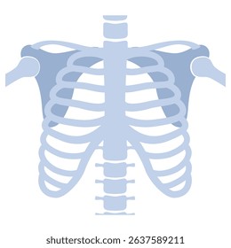 Human skeleton chest and pelvis human bones. Torso bones. Anatomical analyzing, diagnostic health care.