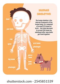 Human skeleton child diagram. Study of human anatomy. Education for a child. My body. Vector illustration