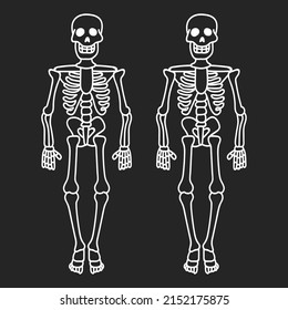 human skeleton, contour drawing of skeletons, cartoon