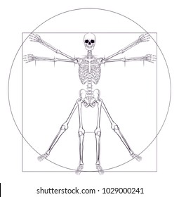 A Human Skeleton In A Da Vinci Vitruvian Man Style Pose