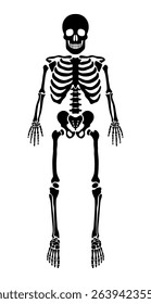 Human skeleton with dark silhouette shape. High detailed vector illustration set of bones.