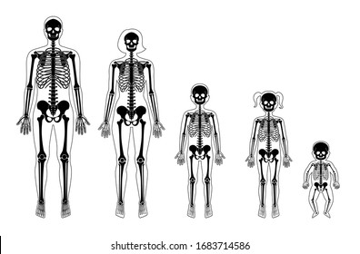 Human skeleton of different ages anatomy front view. Man, woman, newborn, girl and boy, children vector isolated flat illustration of skull and bones in body. Medical, educational or science banner
