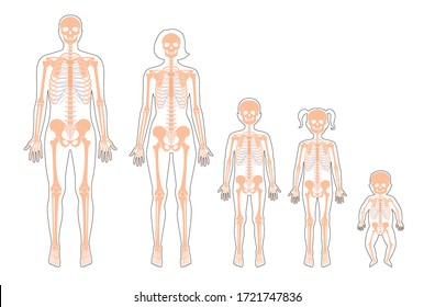 Esqueleto humano de diferentes edades anatomía vista frontal. El hombre, la mujer, el recién nacido, la niña y el niño, los niños vectoriales aislados ilustran de forma plana el cráneo y los huesos en el cuerpo. Cartel médico, educativo o científico.