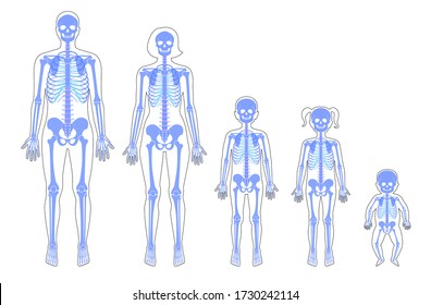 Human skeleton of different ages anatomy front view. Man, woman, newborn, girl and boy, children vector isolated flat illustration of skull and bones in body. Medical, educational or science banner.