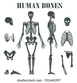 Human skeleton with different parts. Anatomy of human body, wrist and thorax, chest, finger and skull, jaw and pelvis. Skeleton didactic or anatomical body, biology and anatomy theme