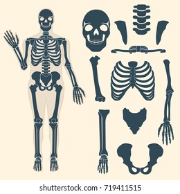 Human skeleton with different parts. Anatomy of human body, wrist and thorax, chest, finger and skull, jaw and pelvis. Skeleton didactic or anatomical body.