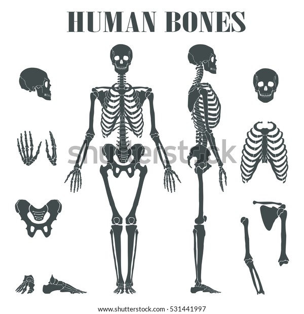 Menschliches Skelett Mit Verschiedenen Teilen Anatomie Stock Vektorgrafik Lizenzfrei