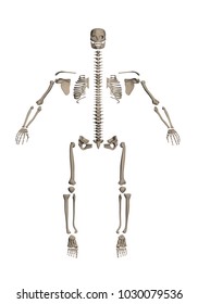 A human skeleton disassembled into bones for study. 3D. Front view. Vector illustration.