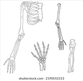 Human Skeleton Drawing Of Arm, Shoulder, Wrist, Fingers, Right Arm And Right Rib Bone. Human Skeletal System. Hand Drawing Sketch Vector Illustration