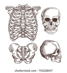 Human skeleton engraved set. Rib cage, skull. Vector illustration