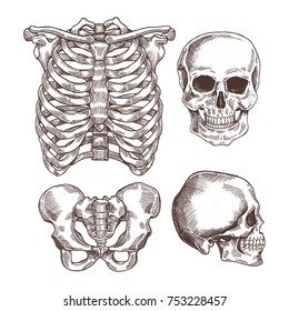 Human Skeleton Engraved Set. Rib Cage, Skull. Vector Illustration