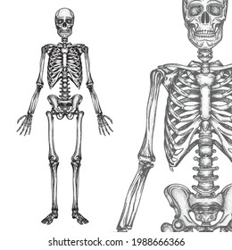 Human skeleton engraving, vintage style vector illustrations set. Part of human hand drawn skeleton.