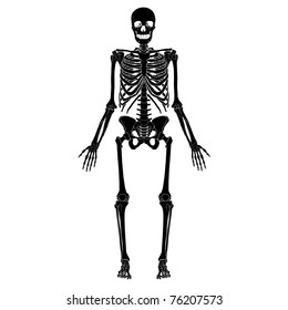 Human skeleton, eps 10