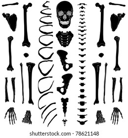 Human skeleton, eps 10