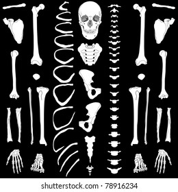 Human skeleton, eps 10