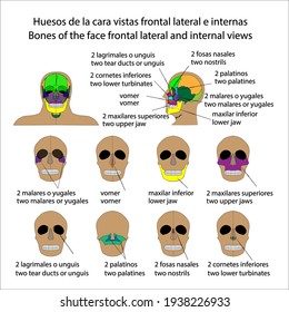 Human skeleton face bones front side and internal views vector